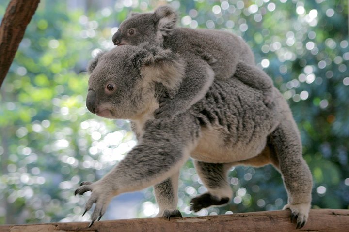 Lone Pine Koala Sanctuary Admission with Brisbane River Cruise - Accommodation Mooloolaba